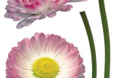 Természeti mintás,virágmintás,pink-rózsaszín,sárga,zöld,fehér,anyagában öntapadós falmatrica Természeti mintás,virágmintás,pink-rózsaszín,sárga,zöld,fehér,anyagában öntapadós falmatrica Természeti mintás,virágmintás,fehér,sárga,zöld,anyagában öntapadós falmatrica Természeti mintás,virágmintás,lila,pink-rózsaszín,sárga,zöld,anyagában öntapadós falmatrica Természeti mintás,virágmintás,piros-bordó,sárga,zöld,anyagában öntapadós falmatrica Emberek-sztárok,gyerek,rajzolt,bézs-drapp,fehér,fekete,kék,lila,narancs-terrakotta,pink-rózsaszín,piros-bordó,sárga,szürke,türkiz,zöld,anyagában öntapadós tapéta Emberek-sztárok,gyerek,rajzolt,fehér,fekete,kék,narancs-terrakotta,pink-rózsaszín,piros-bordó,sárga,türkiz,zöld,barna,bézs-drapp,anyagában öntapadós tapéta Emberek-sztárok,gyerek,rajzolt,barna,fehér,fekete,kék,lila,narancs-terrakotta,pink-rózsaszín,sárga,türkiz, tapéta Emberek-sztárok,gyerek,rajzolt,fehér,lila,pink-rózsaszín,sárga,zöld,anyagában öntapadós tapéta Emberek-sztárok,gyerek,rajzolt,fehér,fekete,kék,piros-bordó,sárga,szürke,anyagában öntapadós tapéta Emberek-sztárok,gyerek,rajzolt,barna,bézs-drapp,piros-bordó,sárga,vajszínű,zöld,anyagában öntapadós tapéta Emberek-sztárok,gyerek,rajzolt,barna,bézs-drapp,fehér,fekete,piros-bordó,sárga,szürke,vajszínű,anyagában öntapadós tapéta Emberek-sztárok,gyerek,rajzolt,barna,fehér,fekete,kék,lila,narancs-terrakotta,pink-rózsaszín,piros-bordó,sárga,szürke,zöld,anyagában öntapadós tapéta Emberek-sztárok,gyerek,rajzolt,fehér,kék,sárga,szürke,anyagában öntapadós tapéta Emberek-sztárok,gyerek,rajzolt,barna,bézs-drapp,fehér,fekete,piros-bordó,sárga,szürke,anyagában öntapadós tapéta Emberek-sztárok,gyerek,rajzolt,barna,fehér,kék,lila,piros-bordó,sárga,szürke,türkiz,zöld,anyagában öntapadós tapéta Emberek-sztárok,gyerek,rajzolt,fehér,fekete,kék,lila,narancs-terrakotta,pink-rózsaszín,piros-bordó,sárga,szürke,türkiz,zöld,anyagában öntapadós tapéta Emberek-sztárok,feliratos-számos,gyerek,rajzolt,fehér,fekete,piros-bordó,sárga,anyagában öntapadós tapéta Gyerek,különleges motívumos,pöttyös,rajzolt,természeti mintás,kék,sárga,vlies bordűr Feliratos-számos,gyerek,különleges motívumos,retro,tájkép,fekete,kék,narancs-terrakotta,piros-bordó,sárga,anyagában öntapadós panel Gyerek,különleges motívumos,rajzolt,természeti mintás,virágmintás,kék,narancs-terrakotta,pink-rózsaszín,sárga,vlies bordűr Absztrakt,gyerek,különleges motívumos,rajzolt,retro,természeti mintás,virágmintás,kék,narancs-terrakotta,sárga,vlies bordűr Absztrakt,geometriai mintás,gyerek,különleges motívumos,pöttyös,rajzolt,lila,pink-rózsaszín,sárga,vlies bordűr Absztrakt,csíkos,különleges motívumos,rajzolt,sárga,szürke,vlies bordűr Absztrakt,gyerek,különleges motívumos,rajzolt,kék,narancs-terrakotta,piros-bordó,sárga,szürke,zöld,vlies bordűr Gyerek,különleges motívumos,rajzolt,természeti mintás,virágmintás,lila,pink-rózsaszín,sárga,zöld,anyagában öntapadós bordűr 3d hatású,fotórealisztikus,konyha-fürdőszobai,különleges motívumos,természeti mintás,sárga,zöld,anyagában öntapadós bordűr Feliratos-számos,konyha-fürdőszobai,különleges motívumos,rajzolt,természeti mintás,barna,sárga,szürke,zöld,anyagában öntapadós bordűr Feliratos-számos,gyerek,rajzolt,kék,narancs-terrakotta,piros-bordó,sárga,szürke,türkiz,zöld,anyagában öntapadós bordűr 3d hatású,fotórealisztikus,kőhatású-kőmintás,különleges motívumos,természeti mintás,kék,piros-bordó,sárga,szürke,anyagában öntapadós bordűr Absztrakt,gyerek,különleges motívumos,rajzolt,barna,kék,narancs-terrakotta,sárga,zöld,anyagában öntapadós bordűr Absztrakt,geometriai mintás,gyerek,kockás,különleges motívumos,pöttyös,rajzolt,barna,piros-bordó,sárga,zöld,anyagában öntapadós bordűr Csíkos,gyerek,pöttyös,rajzolt,retro,virágmintás,piros-bordó,sárga,zöld,anyagában öntapadós bordűr Gyerek,különleges motívumos,rajzolt,természeti mintás,kék,pink-rózsaszín,sárga,szürke,türkiz,anyagában öntapadós bordűr Gyerek,különleges motívumos,rajzolt,természeti mintás,lila,pink-rózsaszín,sárga,szürke,anyagában öntapadós bordűr Barokk-klasszikus,csipke,gyerek,különleges motívumos,pöttyös,rajzolt,virágmintás,kék,pink-rózsaszín,sárga,zöld,vlies bordűr Gyerek,rajzolt,természeti mintás,kék,pink-rózsaszín,sárga,zöld,anyagában öntapadós bordűr Absztrakt,feliratos-számos,gyerek,kockás,rajzolt,fehér,kék,sárga,zöld,vlies bordűr Egyszínű,konyha-fürdőszobai,különleges felületű,textil hatású,textilmintás,sárga,lemosható,illesztés mentes,vlies tapéta Absztrakt,különleges motívumos,természeti mintás,sárga,zöld,lemosható,vlies tapéta Különleges motívumos,természeti mintás,virágmintás,sárga,szürke,vajszínű,súrolható,vlies tapéta Csíkos,gyerek,különleges motívumos,arany,sárga,gyengén mosható,illesztés mentes,vlies tapéta Gyerek,rajzolt,kék,sárga,gyengén mosható,vlies bordűr Emberek-sztárok,gyerek,különleges motívumos,rajzolt,arany,fehér,kék,pink-rózsaszín,sárga,gyengén mosható,vlies bordűr Emberek-sztárok,gyerek,rajzolt,arany,fehér,pink-rózsaszín,sárga,vajszínű,zöld,gyengén mosható,vlies bordűr Csíkos,gyerek,sárga,vajszínű,gyengén mosható,illesztés mentes,vlies tapéta Csíkos,különleges felületű,textil hatású,textilmintás,barna,sárga,illesztés mentes,súrolható,vlies tapéta Csíkos,különleges felületű,textil hatású,textilmintás,arany,fehér,sárga,súrolható,illesztés mentes,vlies tapéta Csíkos,különleges felületű,textil hatású,textilmintás,arany,fehér,sárga,súrolható,illesztés mentes,vlies tapéta Absztrakt,barokk-klasszikus,különleges felületű,természeti mintás,textil hatású,textilmintás,virágmintás,arany,fekete,sárga,vajszínű,súrolható,vlies tapéta Absztrakt,barokk-klasszikus,különleges felületű,természeti mintás,textil hatású,textilmintás,virágmintás,arany,bronz,sárga,súrolható,vlies tapéta Absztrakt,barokk-klasszikus,különleges felületű,természeti mintás,textil hatású,textilmintás,virágmintás,arany,fehér,sárga,súrolható,vlies tapéta Textilmintás,absztrakt,különleges felületű,textil hatású,arany,fehér,sárga,súrolható,vlies tapéta Absztrakt,különleges felületű,textil hatású,textilmintás,arany,fehér,sárga,súrolható,vlies tapéta Barokk-klasszikus,különleges felületű,természeti mintás,textil hatású,textilmintás,virágmintás,arany,bronz,sárga,súrolható,vlies tapéta Barokk-klasszikus,különleges felületű,természeti mintás,textil hatású,textilmintás,virágmintás,arany,fehér,sárga,súrolható,vlies tapéta Különleges felületű,természeti mintás,textil hatású,textilmintás,virágmintás,arany,bézs-drapp,sárga,súrolható,vlies tapéta Absztrakt,különleges felületű,természeti mintás,textil hatású,textilmintás,virágmintás,arany,bézs-drapp,sárga,szürke,vajszínű,súrolható,vlies tapéta Absztrakt,barokk-klasszikus,különleges motívumos,természeti mintás,textil hatású,textilmintás,virágmintás,arany,bézs-drapp,bronz,sárga,vajszínű,súrolható,illesztés mentes,vlies tapéta Barokk-klasszikus,különleges motívumos,textil hatású,textilmintás,virágmintás,fekete,sárga,vajszínű,súrolható,vlies tapéta Barokk-klasszikus,különleges motívumos,természeti mintás,textil hatású,textilmintás,virágmintás,arany,barna,bézs-drapp,sárga,vajszínű,zöld,súrolható,vlies tapéta Barokk-klasszikus,csipke,különleges motívumos,természeti mintás,textil hatású,textilmintás,virágmintás,arany,bézs-drapp,ezüst,sárga,vajszínű,súrolható,vlies tapéta Barokk-klasszikus,különleges motívumos,természeti mintás,textil hatású,textilmintás,virágmintás,arany,bézs-drapp,ezüst,sárga,vajszínű,súrolható,vlies tapéta Rajzolt,retro,természeti mintás,virágmintás,fehér,kék,narancs-terrakotta,piros-bordó,sárga,zöld,gyengén mosható,vlies tapéta Rajzolt,retro,természeti mintás,virágmintás,fehér,fekete,kék,piros-bordó,sárga,zöld,gyengén mosható,vlies tapéta Bőr hatású,egyszínű,bézs-drapp,sárga,lemosható,illesztés mentes,vlies tapéta Barokk-klasszikus,arany,lila,sárga,lemosható,illesztés mentes,vlies tapéta Barokk-klasszikus,csíkos,arany,kék,sárga,türkiz,zöld,lemosható,illesztés mentes,vlies tapéta Barokk-klasszikus,csíkos,arany,kék,sárga,lemosható,illesztés mentes,vlies tapéta Barokk-klasszikus,csíkos,arany,barna,bézs-drapp,sárga,lemosható,illesztés mentes,vlies tapéta Barokk-klasszikus,arany,barna,kék,sárga,zöld,lemosható,vlies tapéta Virágmintás,textil hatású,gyerek,különleges motívumos,fekete,kék,piros-bordó,pink-rózsaszín,sárga,lemosható,vlies tapéta Különleges motívumos,virágmintás,természeti mintás,gyerek,szürke,kék,pink-rózsaszín,sárga,lemosható,vlies tapéta Virágmintás,természeti mintás,gyerek,fehér,szürke,kék,piros-bordó,sárga,zöld,lemosható,vlies tapéta Virágmintás,textil hatású,természeti mintás,különleges motívumos,pink-rózsaszín,sárga,zöld,lemosható,vlies tapéta Pöttyös,sárga,gyengén mosható,vlies tapéta Egyszínű,különleges felületű,sárga,gyengén mosható,illesztés mentes,vlies tapéta Egyszínű,különleges felületű,sárga,gyengén mosható,illesztés mentes,vlies tapéta Virágmintás,természeti mintás,sárga,arany,súrolható,vlies tapéta Virágmintás,természeti mintás,sárga,arany,súrolható,vlies tapéta Virágmintás,természeti mintás,fehér,sárga,súrolható,vlies tapéta Virágmintás,természeti mintás,szürke,bézs-drapp,sárga,súrolható,vlies tapéta Csíkos,barna,sárga,súrolható,illesztés mentes,vlies tapéta Kockás,retro,geometriai mintás,absztrakt,rajzolt,fehér,szürke,bézs-drapp,sárga,lemosható,vlies tapéta Kockás,retro,geometriai mintás,absztrakt,különleges motívumos,rajzolt,fehér,bézs-drapp,sárga,lemosható,vlies tapéta Virágmintás,természeti mintás,különleges motívumos,pink-rózsaszín,bézs-drapp,sárga,vajszínű,lemosható,vlies tapéta Gyerek,szürke,fekete,kék,piros-bordó,sárga,gyengén mosható,vlies tapéta Természeti mintás,különleges motívumos,szürke,sárga,vlies tapéta Természeti mintás,különleges motívumos,sárga,zöld,vajszínű,vlies tapéta Geometriai mintás,sárga,zöld,vlies tapéta Természeti mintás,különleges motívumos,sárga,zöld,vlies tapéta Természeti mintás,különleges motívumos,barna,sárga,vlies tapéta Természeti mintás,barna,sárga,zöld,vlies tapéta Természeti mintás,szürke,bézs-drapp,sárga,vlies tapéta Természeti mintás,kék,sárga,vlies tapéta Természeti mintás,kék,sárga,vlies tapéta Természeti mintás,sárga,zöld,vlies tapéta Kockás,retro,geometriai mintás,fehér,fekete,lila,piros-bordó,narancs-terrakotta,sárga,gyengén mosható,vlies panel Kockás,retro,geometriai mintás,fehér,fekete,kék,türkiz,sárga,zöld,gyengén mosható,vlies panel Retro,geometriai mintás,fehér,szürke,piros-bordó,narancs-terrakotta,sárga,gyengén mosható,vlies tapéta Virágmintás,retro,természeti mintás,gyerek,absztrakt,fehér,bézs-drapp,sárga,vajszínű,gyengén mosható,vlies tapéta Virágmintás,retro,természeti mintás,gyerek,absztrakt,kék,lila,piros-bordó,sárga,zöld,gyengén mosható,vlies tapéta Virágmintás,retro,természeti mintás,gyerek,absztrakt,fehér,kék,narancs-terrakotta,sárga,zöld,gyengén mosható,vlies tapéta