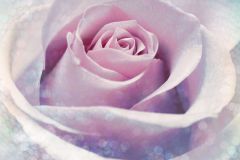 XXL2-020 cikkszámú tapéta,  Komar Flowers and Textures (Imagine 2) tapéta katalógusából Virágmintás,kék,pink-rózsaszín,gyengén mosható,vlies poszter, fotótapéta