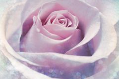 XXL2-020 cikkszámú tapéta,  Komar Into Illusions 2 tapéta katalógusából Fotórealisztikus,virágmintás,fehér,lila,pink-rózsaszín,szürke,gyengén mosható,vlies poszter, fotótapéta