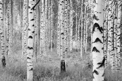 XXL4-023 cikkszámú tapéta,  Komar Into Illusions 2 tapéta katalógusából Fa hatású-fa mintás,fotórealisztikus,tájkép,természeti mintás,fehér,fekete,szürke,gyengén mosható,vlies poszter, fotótapéta