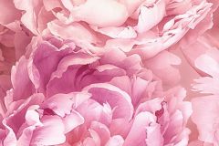 P009-VD1 cikkszámú tapéta,  Komar Komar Pure tapéta katalógusából Virágmintás,pink-rózsaszín,vlies poszter, fotótapéta